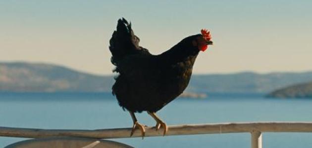 hen